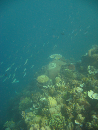 巴布亞新畿內亞健康的珊瑚礁擁有複雜的結構，同時可以支持高生物多樣性。（照片來源：香港大學太古海洋研究所Bayden Russell）